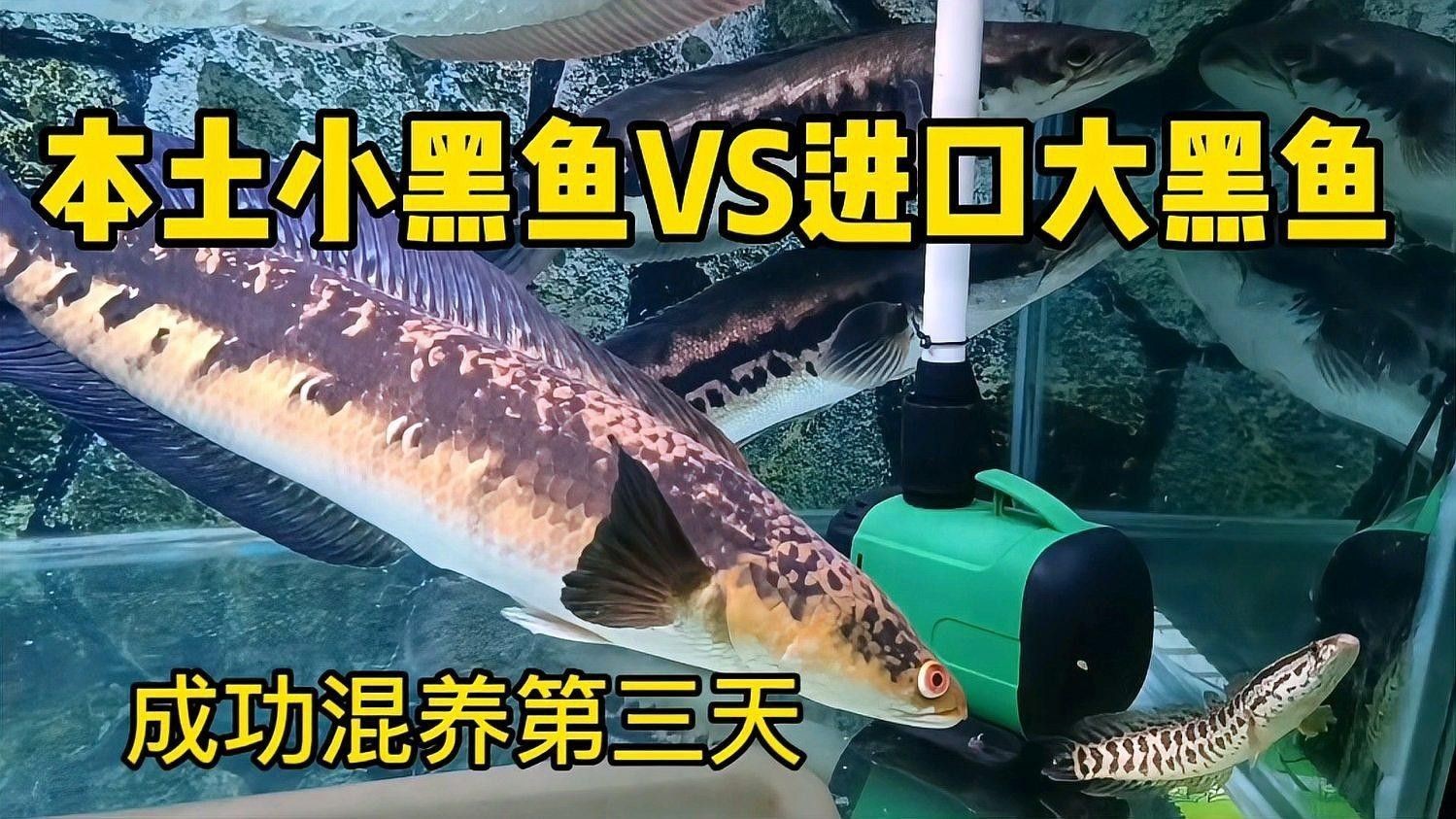 黑魚和雷龍魚哪個更適合混養（魚和雷龍魚混養需要考慮以下幾個因素）