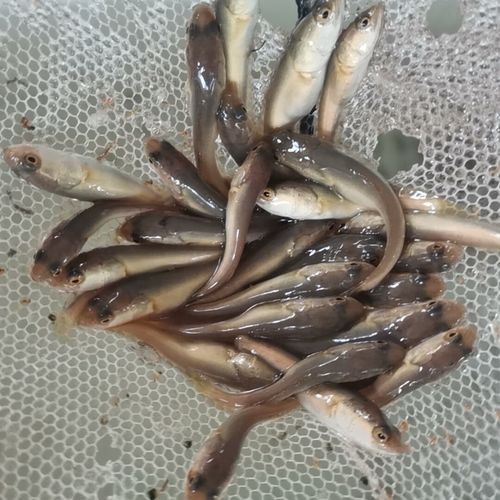 黑魚和雷龍魚哪個更適合混養（魚和雷龍魚混養需要考慮以下幾個因素）