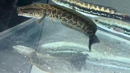 給我一份清遠龍魚的價格對照表，清遠地區龍魚價格對照表