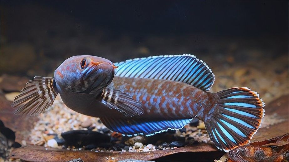 黑魚和雷龍魚哪個更適合混養（魚和雷龍魚混養需要考慮以下幾個因素）