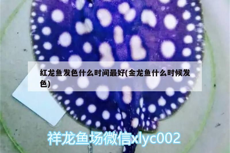 紅龍魚發色什么時間最好(金龍魚什么時候發色)