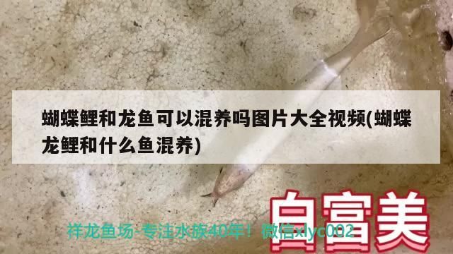蝴蝶鯉和龍魚可以混養嗎圖片大全視頻(蝴蝶龍鯉和什么魚混養)