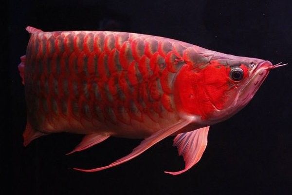 黃尾龍魚的最佳飼養環境是什么（黃尾龍魚的生活環境和習性鵬志致數字科技）