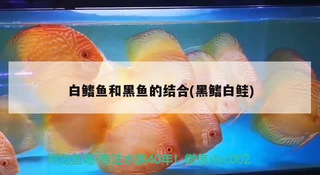 白鰭魚和黑魚的結合(黑鰭白鮭)（白鰭魚和黑魚的區別）