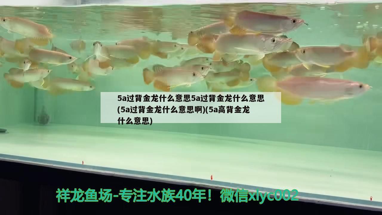 5a過背金龍什么意思5a過背金龍什么意思(5a過背金龍什么意思啊)(5a高背金龍什么意思)