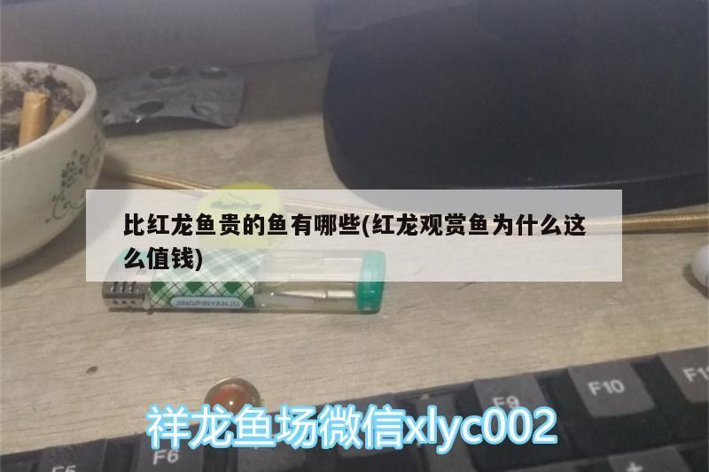 比紅龍魚貴的魚有哪些(紅龍觀賞魚為什么這么值錢) 比紅龍魚貴的魚有哪些(紅龍觀賞魚為什么這么值錢) 觀賞魚百科
