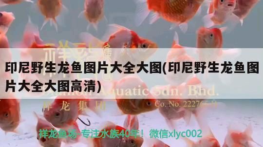印尼野生龍魚圖片大全大圖(印尼野生龍魚圖片大全大圖高清)
