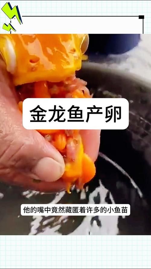 金龍魚卵如何保存（金龍魚卵保存方法） 金龍魚卵如何保存（金龍魚卵保存方法） 龍魚百科 第8張