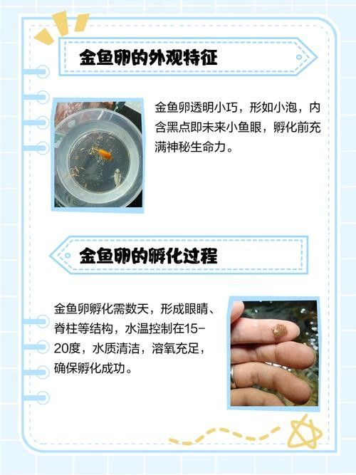 金龍魚卵如何保存（金龍魚卵保存方法） 金龍魚卵如何保存（金龍魚卵保存方法） 龍魚百科 第6張