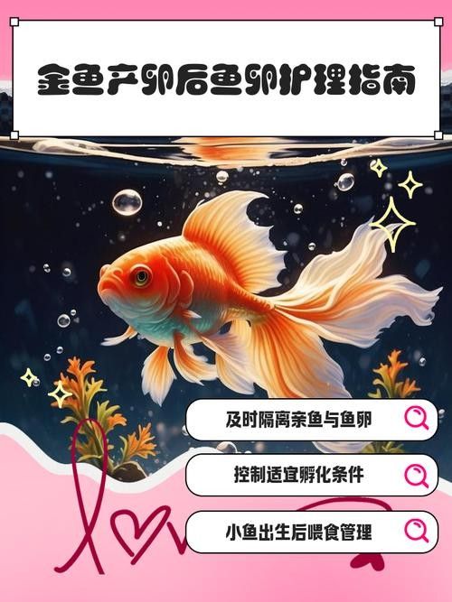 金龍魚卵如何保存（金龍魚卵保存方法） 金龍魚卵如何保存（金龍魚卵保存方法） 龍魚百科 第3張