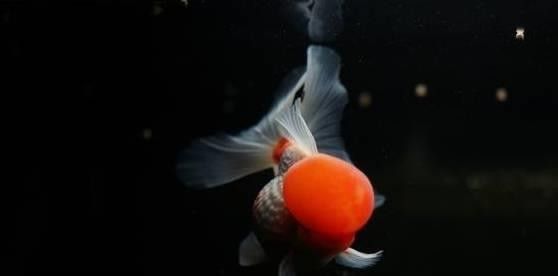龍魚死后多久清理魚缸（龍魚死了，怎么正確處理水質）