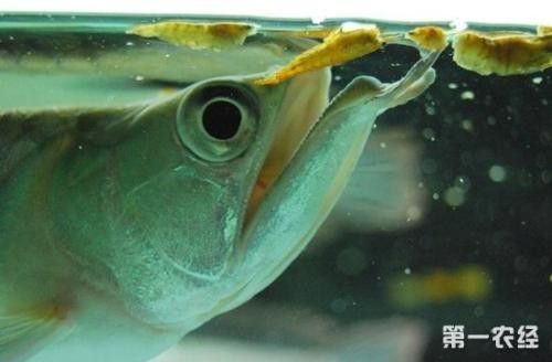 龍魚撞缸后需要多久恢復