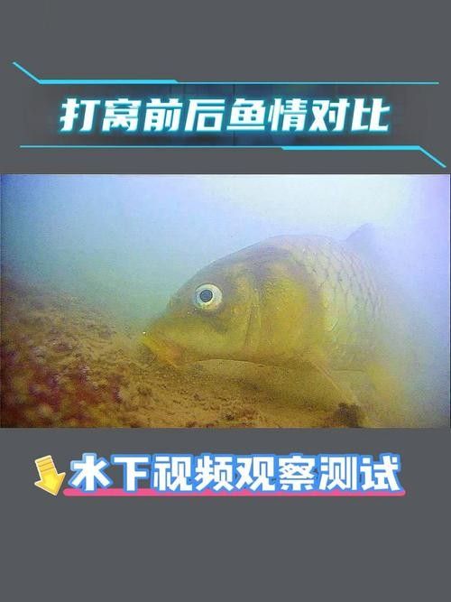 如何判斷水龍魚是否新鮮？
