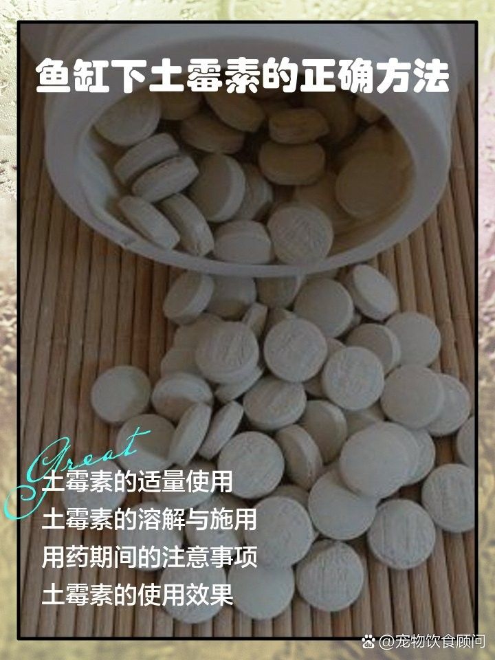 如何正確使用龍魚藥物？