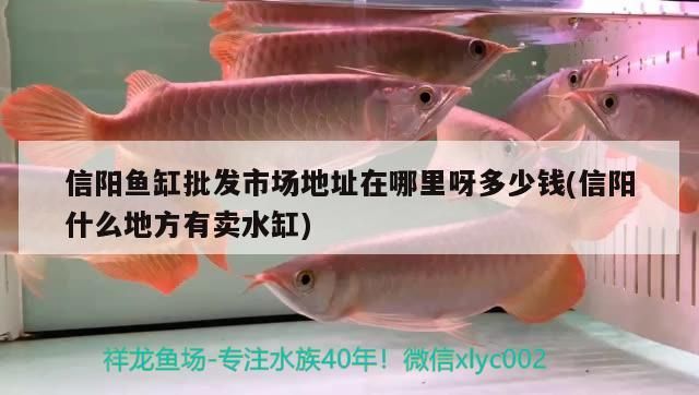 信陽(yáng)魚(yú)缸批發(fā)市場(chǎng)地址在哪里呀多少錢(qián)(信陽(yáng)什么地方有賣(mài)水缸)
