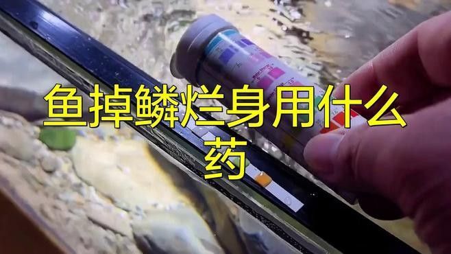 龍魚爛鱗病會(huì)傳染嗎？（養(yǎng)魚小藝）