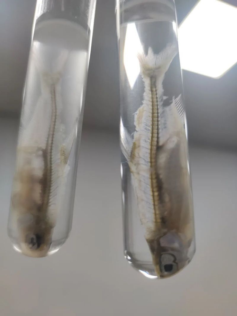 解剖后如何處理龍魚尸體？