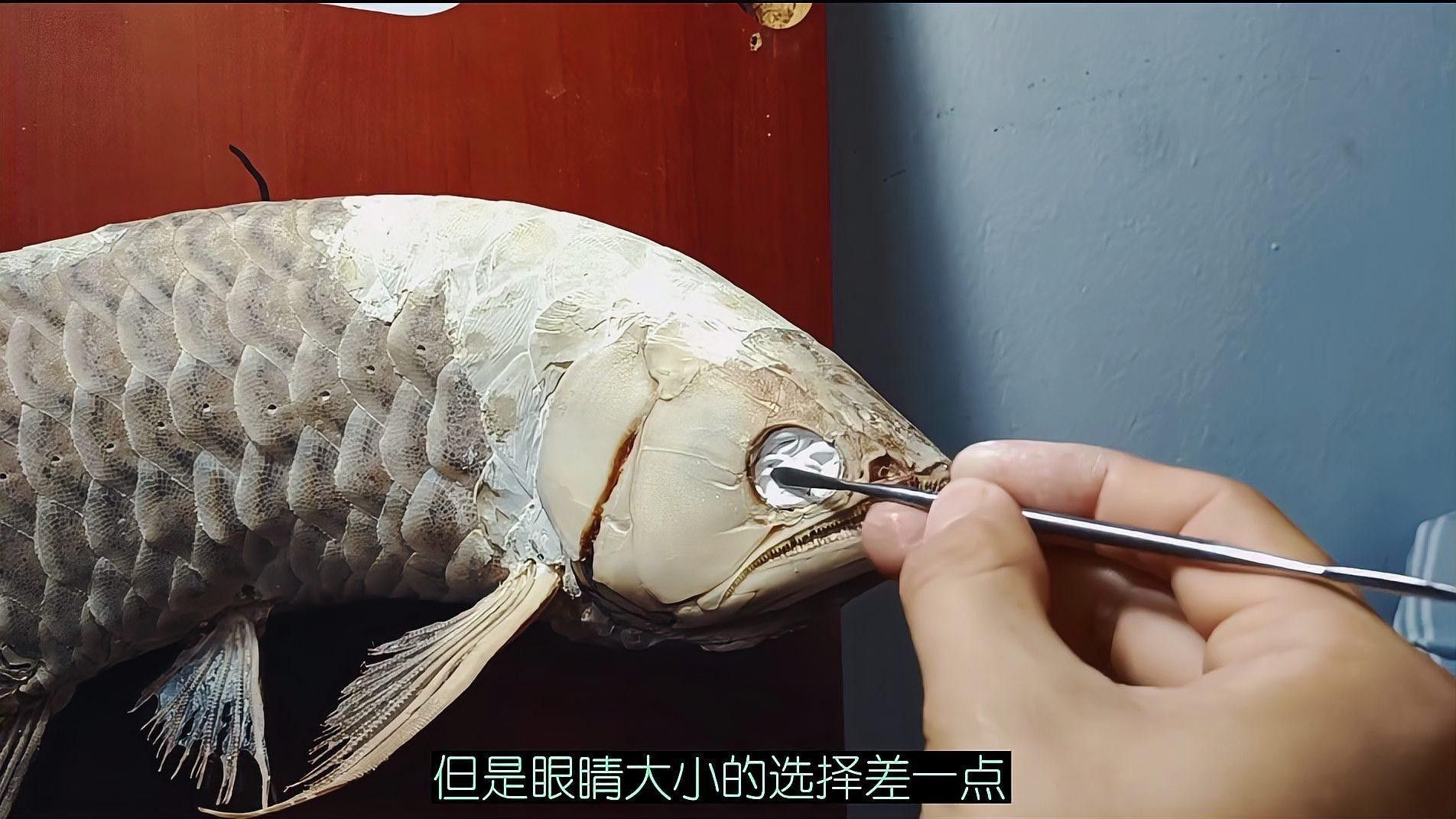 居巢龍魚的最佳養殖溫度是多少，居巢龍魚的最佳養殖溫度是多少居巢龍魚最佳養殖溫度是多少 居巢龍魚的最佳養殖溫度是多少，居巢龍魚的最佳養殖溫度是多少居巢龍魚最佳養殖溫度是多少 龍魚百科 第1張