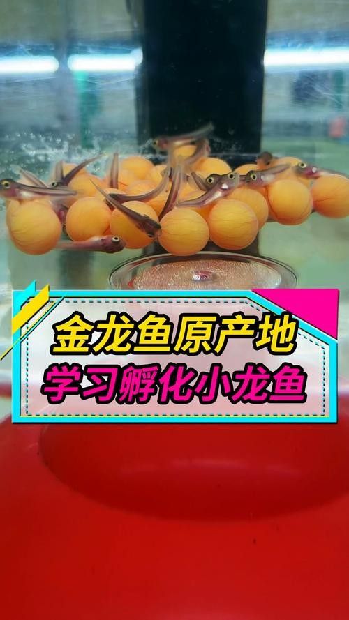 金龍魚的原產地在哪里