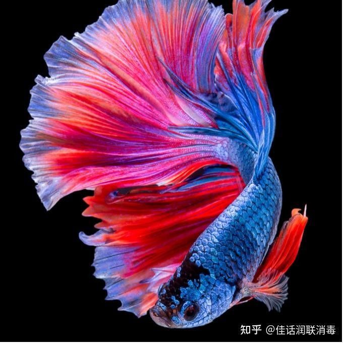 金龍魚須子爛了怎么辦
