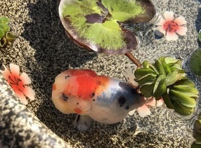 金龍魚須子爛了怎么辦