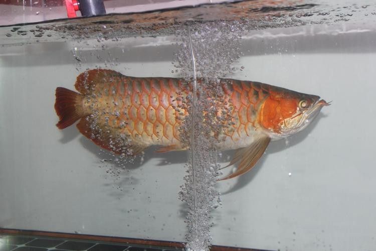 金龍魚須子爛了怎么辦