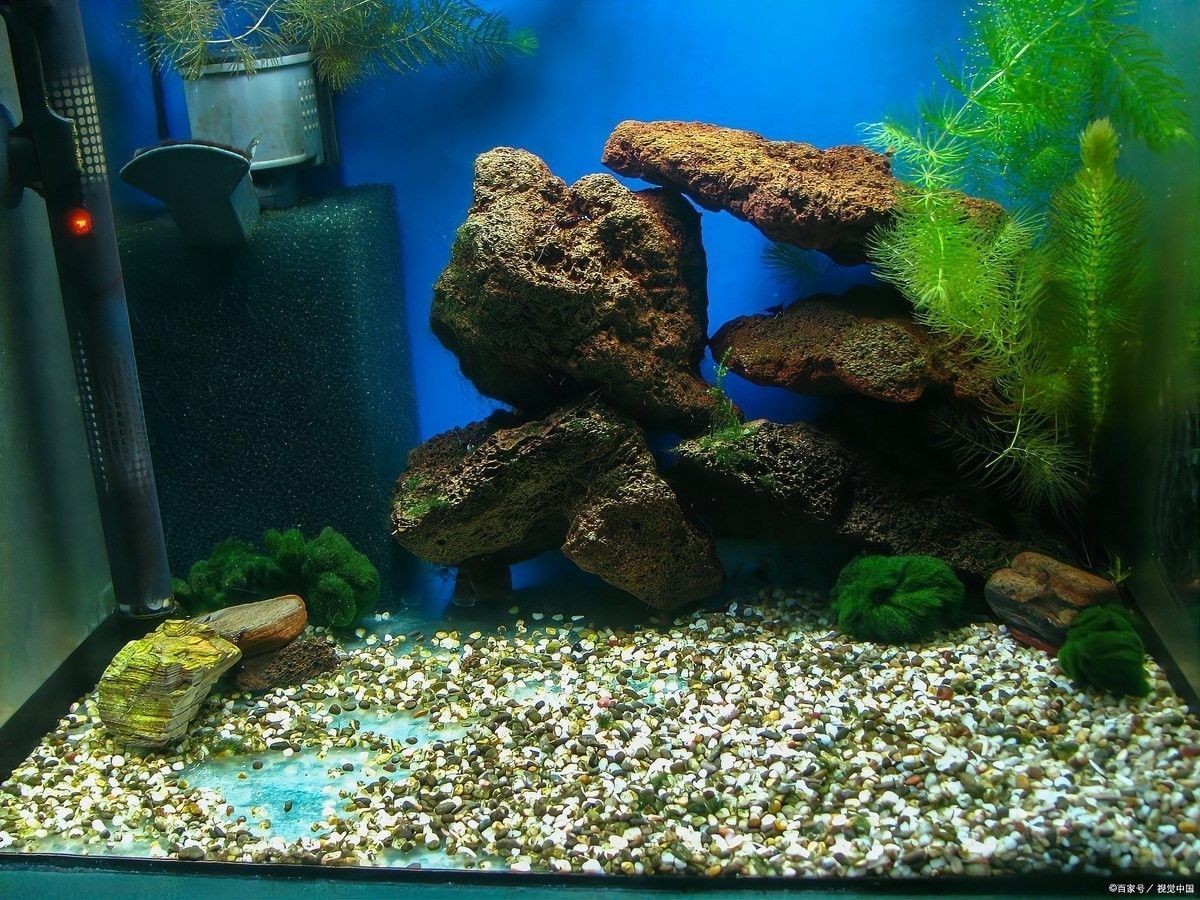 金龍魚須子爛了怎么辦