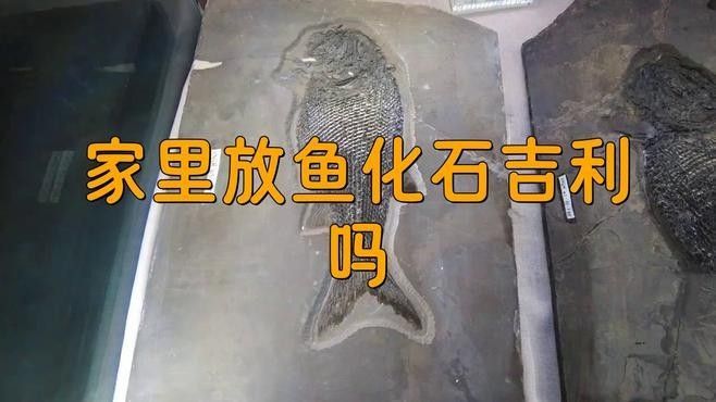 金龍魚化石的研究意義