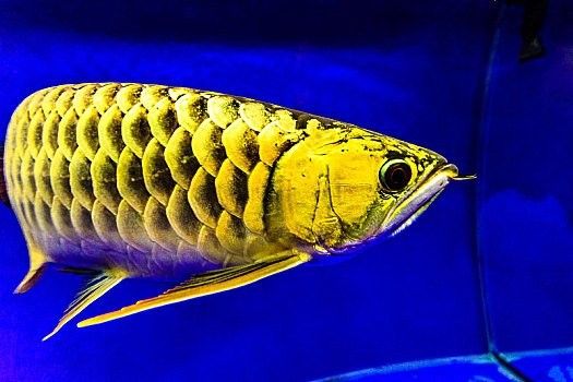 高清龍魚壁紙下載鏈接