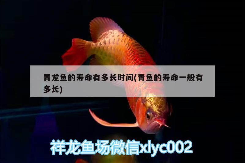青龍魚的壽命有多長時間(青魚的壽命一般有多長)