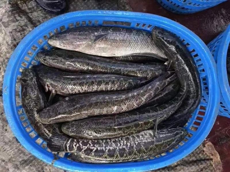 黑金龍魚的市場行情如何