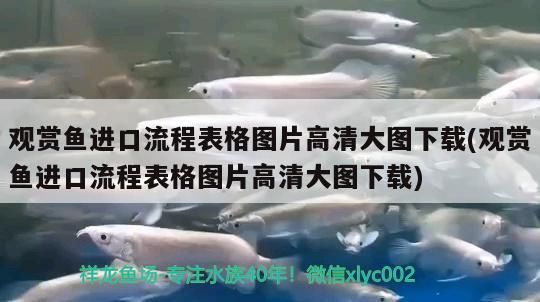 觀賞魚進口流程表格圖片高清大圖下載(觀賞魚進口流程表格圖片高清大圖下載)