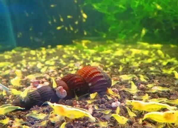 七臺(tái)河觀賞魚批發(fā):七臺(tái)河屬于哪個(gè)市區(qū) 七臺(tái)河觀賞魚批發(fā):七臺(tái)河屬于哪個(gè)市區(qū) 觀賞魚百科