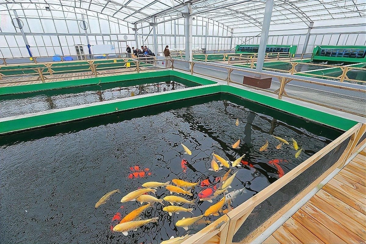 彩虹雷龍魚多久喂一次（彩虹雷龍魚喂食頻率取決于多種因素，）