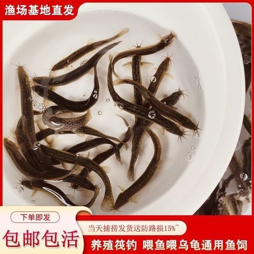 活體餌料和冷凍餌料哪個更好