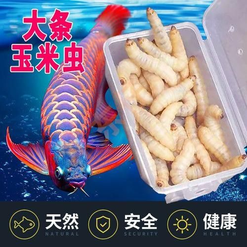 活體餌料和冷凍餌料哪個更好