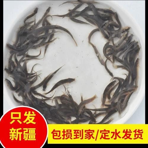 活體餌料和冷凍餌料哪個更好