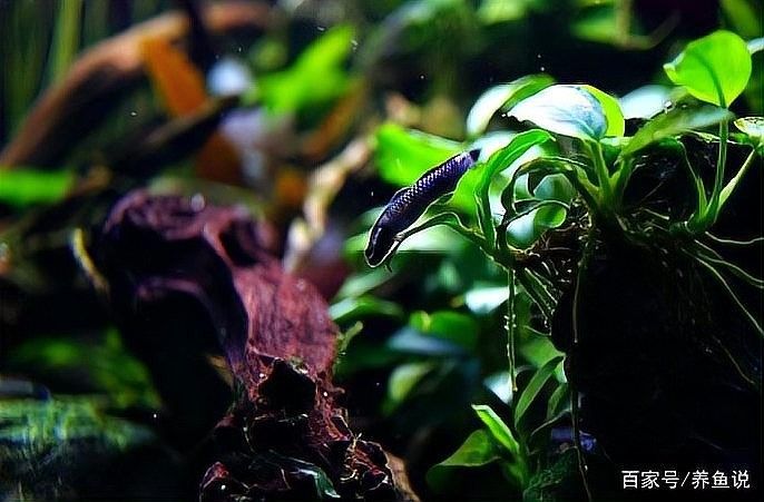 龍魚和泰國鯽魚混養需要哪些水草？