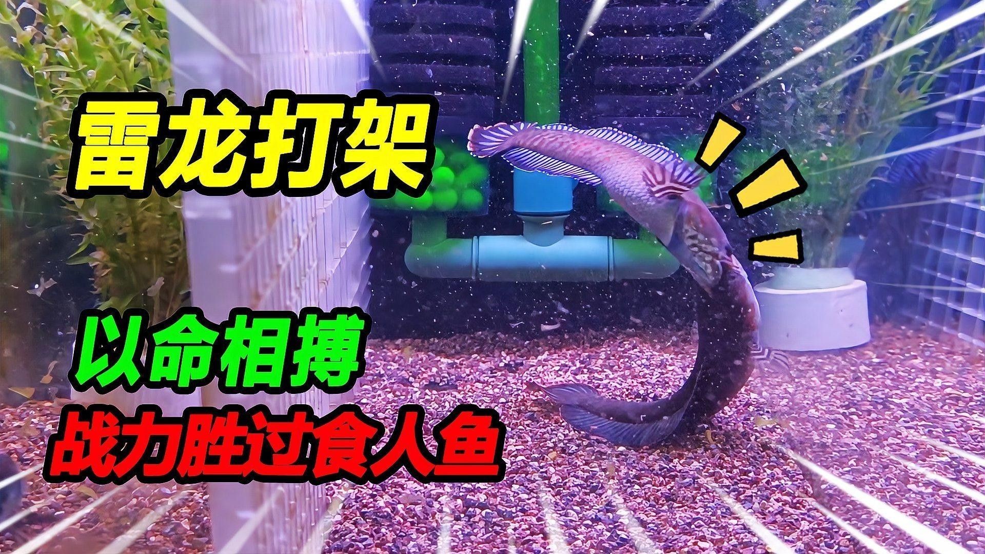 如何預防雷龍魚打架？（如何預防雷龍魚打架）