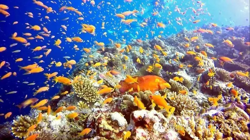 如何拍攝游動中的龍魚？