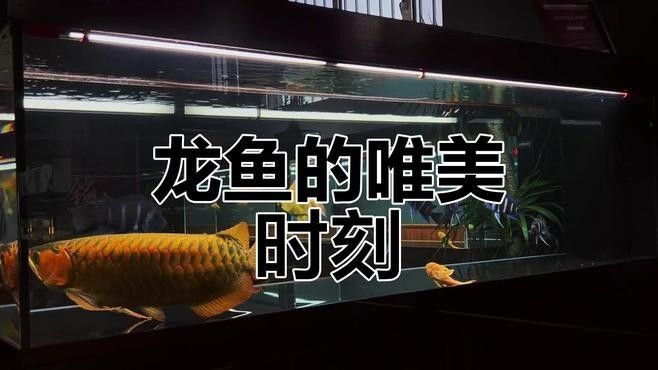 如何拍攝游動中的龍魚？