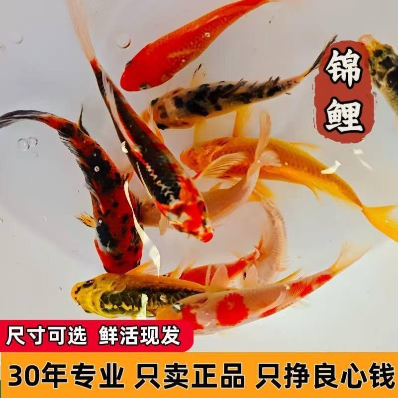 如何聯系重慶龍魚市場的商家（重慶龍魚市場如何聯系商家？）