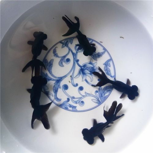 黑帶黑龍魚的價格是多少？（黑帶黑龍魚價格因尺寸、品種和銷售平臺差異較大）