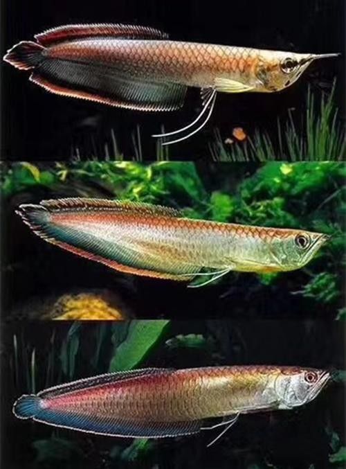 黑帶黑龍魚的價格是多少？（黑帶黑龍魚價格因尺寸、品種和銷售平臺差異較大）