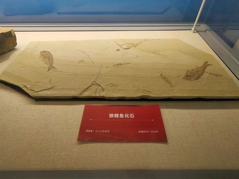 長武哪個水族館龍魚好？祥龍魚場龍魚（武縣祥龍魚場龍魚養殖情況簡要分析）