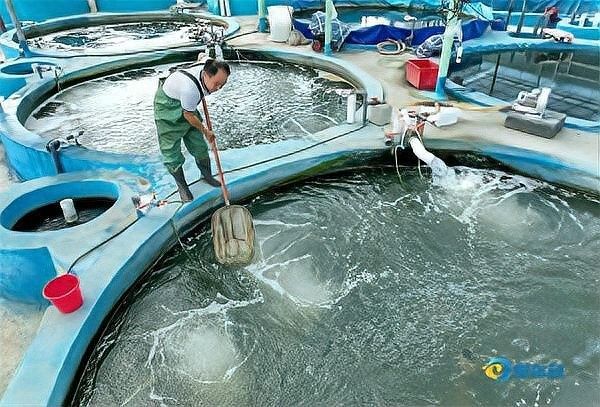 長武哪個水族館龍魚好？祥龍魚場龍魚（武縣祥龍魚場龍魚養殖情況簡要分析）