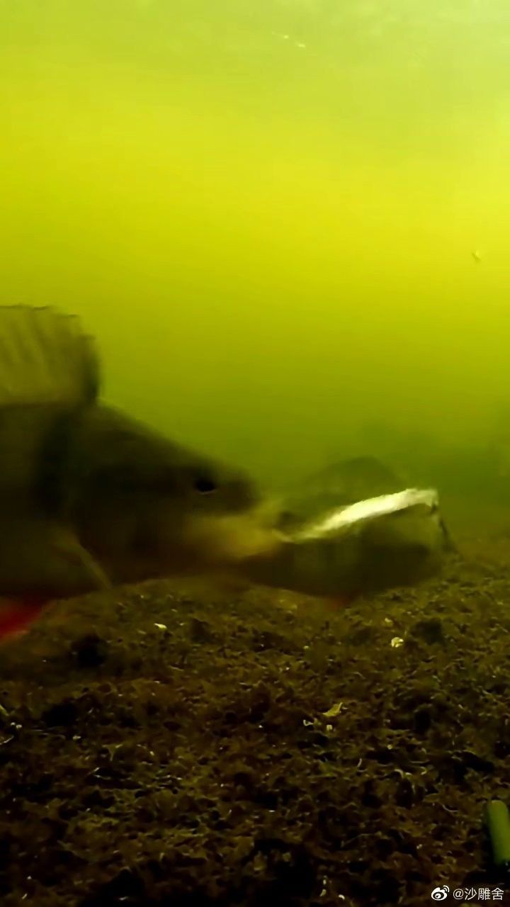 如何拍攝金龍魚吃魚的視頻（拍攝金龍魚吃魚的視頻需要哪些設備？）
