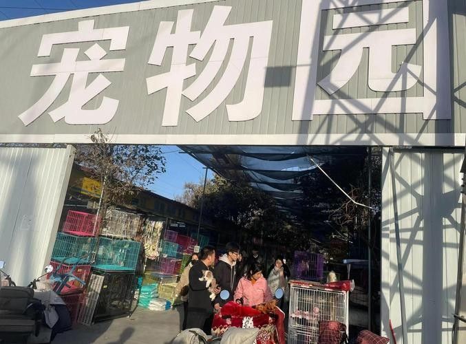 詳細閱讀:給我推薦一些杭州的寵物市場(杭州寵物市場) 給我推薦一些杭州的寵物市場(杭州寵物市場)