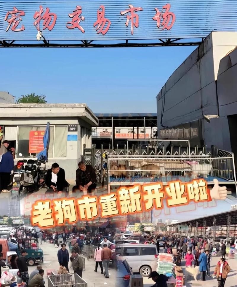 給我推薦一些杭州的寵物市場（杭州寵物市場） 給我推薦一些杭州的寵物市場（杭州寵物市場） 龍魚百科 第9張