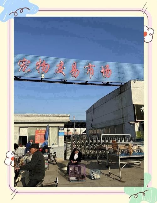 給我推薦一些杭州的寵物市場（杭州寵物市場） 給我推薦一些杭州的寵物市場（杭州寵物市場） 龍魚百科 第4張